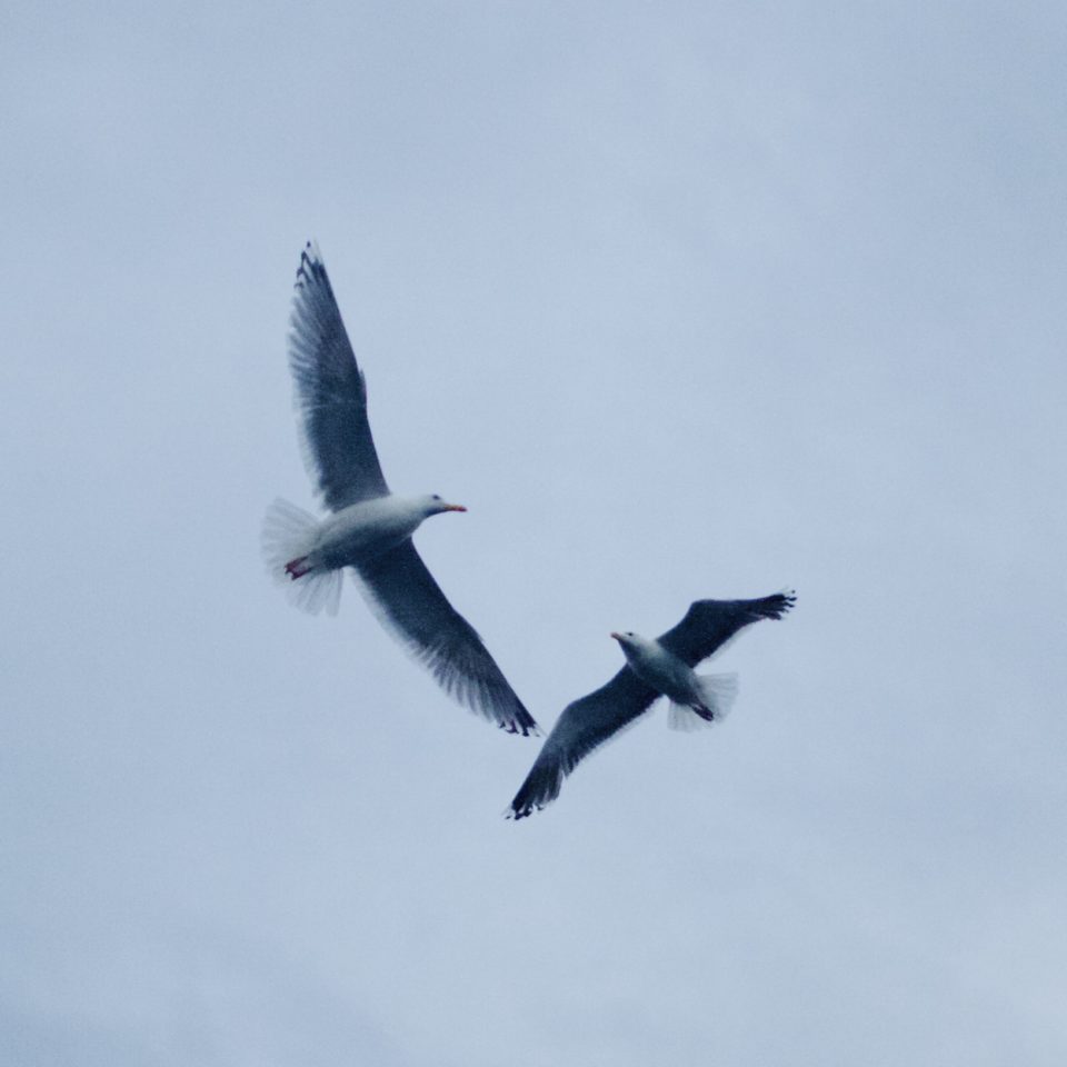 More seagulls!